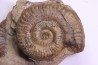 double Grammoceras thouarsense - Toarcien - Belmont - FRANCE