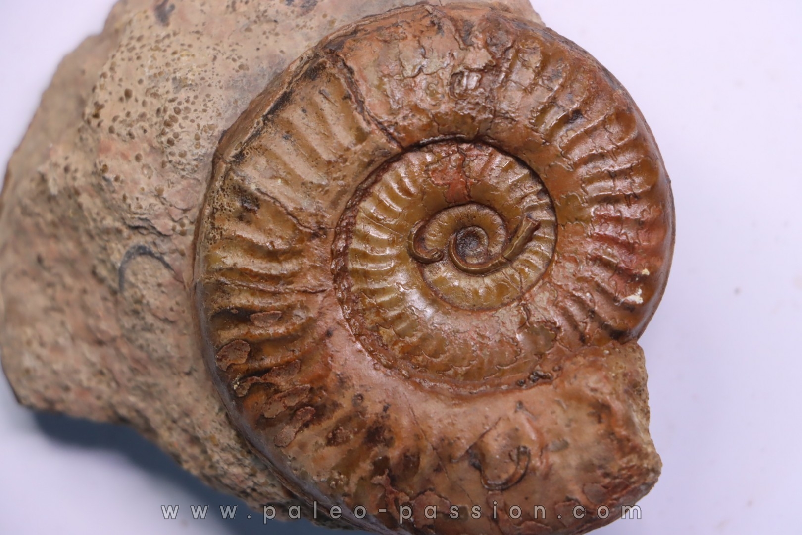 double Grammoceras thouarsense - Toarcien - Belmont - FRANCE