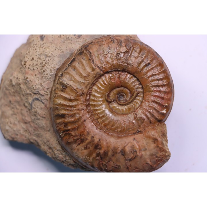 double Grammoceras thouarsense - Toarcien - Belmont - FRANCE