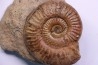 double Grammoceras thouarsense - Toarcien - Belmont - FRANCE