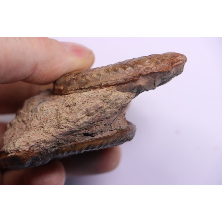 double Grammoceras thouarsense - Toarcien - Belmont - FRANCE