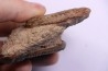 double Grammoceras thouarsense - Toarcien - Belmont - FRANCE