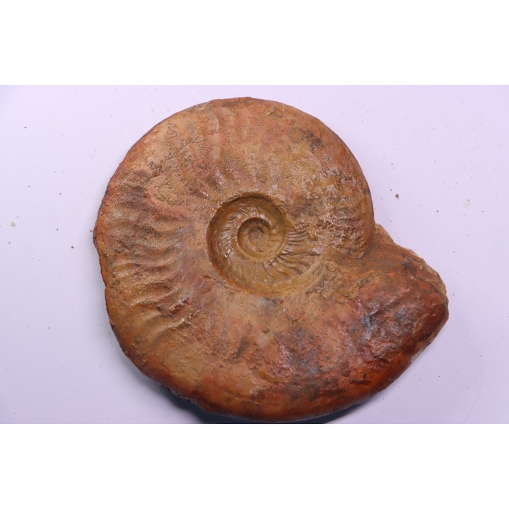 LEIOCERAS EVOLUTUM - AALENIAN - Carriere Belmont - LYON - FRANCE
