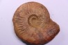 LEIOCERAS EVOLUTUM - AALENIEN - Carriere Belmont - LYON - FRANCE