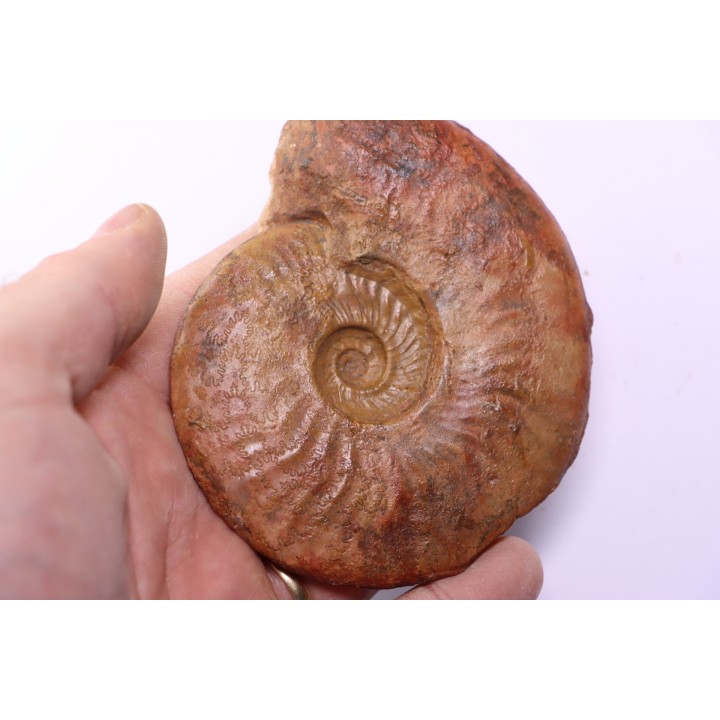 LEIOCERAS EVOLUTUM - AALENIAN - Carriere Belmont - LYON - FRANCE