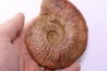 LEIOCERAS EVOLUTUM - AALENIAN - Carriere Belmont - LYON - FRANCE