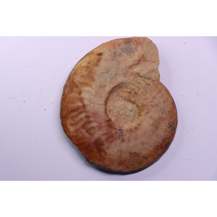 LEIOCERAS EVOLUTUM - AALENIEN - Carriere Belmont - LYON - FRANCE
