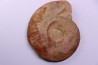 LEIOCERAS EVOLUTUM - AALENIEN - Carriere Belmont - LYON - FRANCE