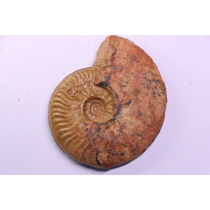 LEIOCERAS COMPTUM - AALENIEN - Carriere Belmont - FRANCE