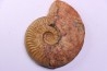 LEIOCERAS COMPTUM - AALENIAN - Carriere Belmont - LYON - FRANCE