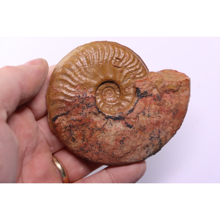LEIOCERAS COMPTUM - AALENIAN - Carriere Belmont - LYON - FRANCE