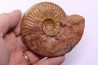LEIOCERAS COMPTUM - AALENIAN - Carriere Belmont - LYON - FRANCE