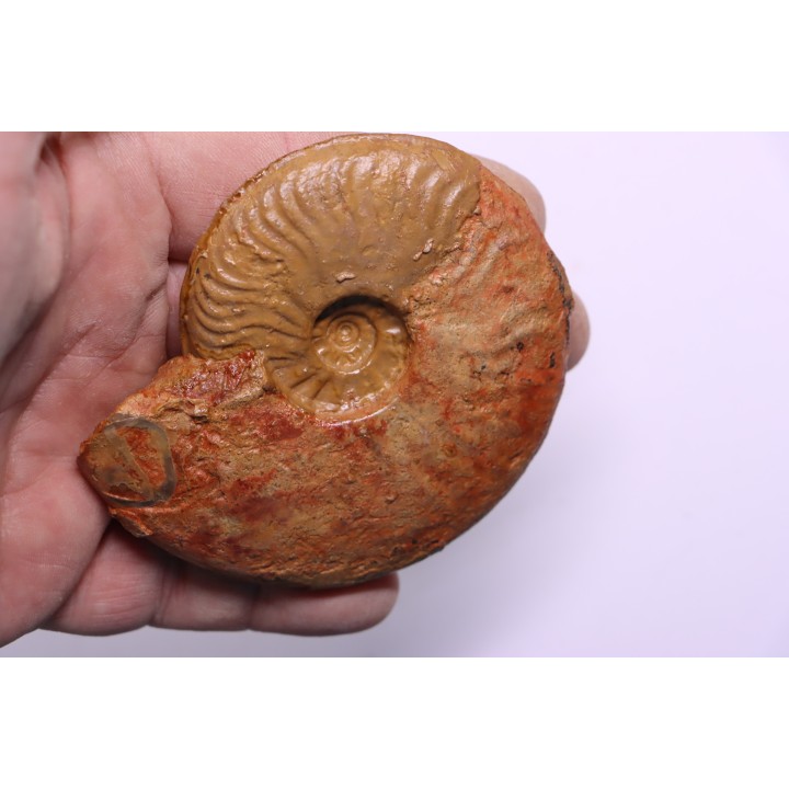 LEIOCERAS COMPTUM - AALENIAN - Carriere Belmont - LYON - FRANCE