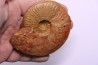 LEIOCERAS COMPTUM - AALENIEN - Carriere Belmont - FRANCE