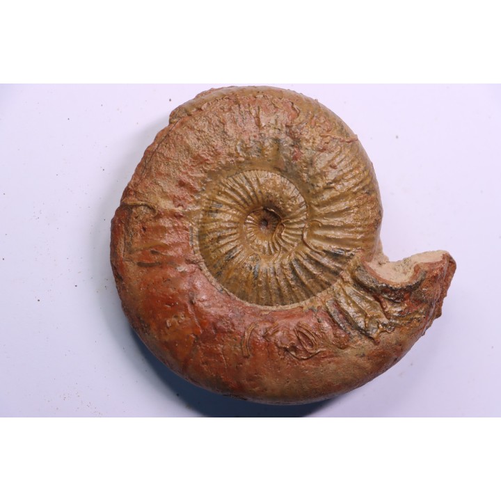 ERYCITES FALLIFAX - AALENIEN - Carriere Belmont - FRANCE