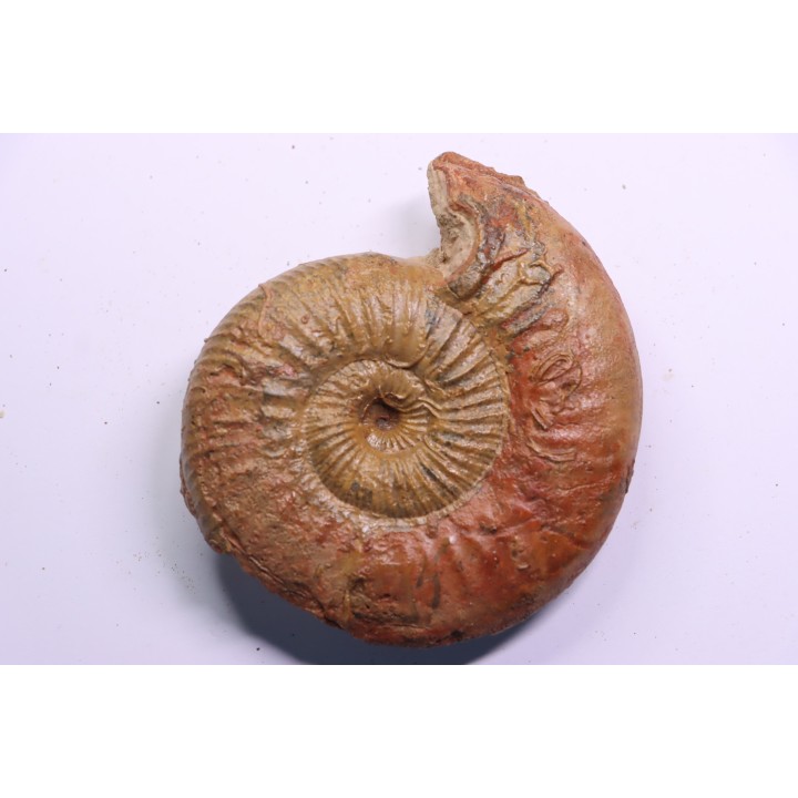 ERYCITES FALLIFAX - AALENIEN - Carriere Belmont - FRANCE