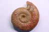 ERYCITES FALLIFAX