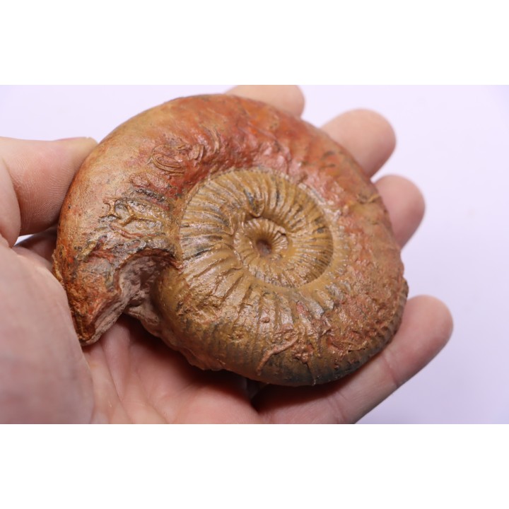 ERYCITES FALLIFAX