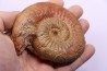 ERYCITES FALLIFAX