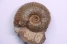 Hammatoceras Speciosum - Toarcien - region de Charolle, Brionnais - FRANCE