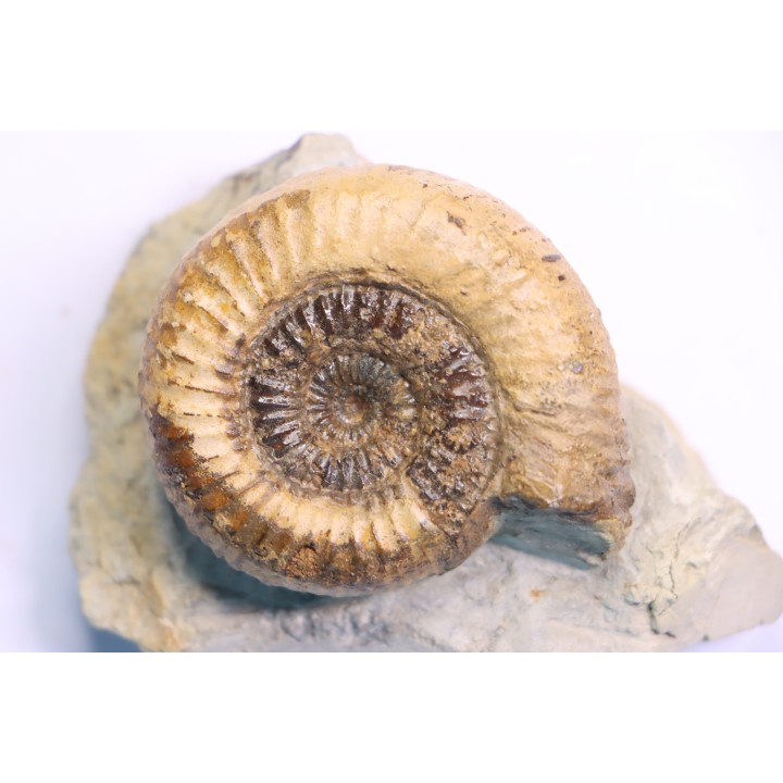 Nodicoeloceras crassoides  - Toarcien - region de Charolle, Brionnais