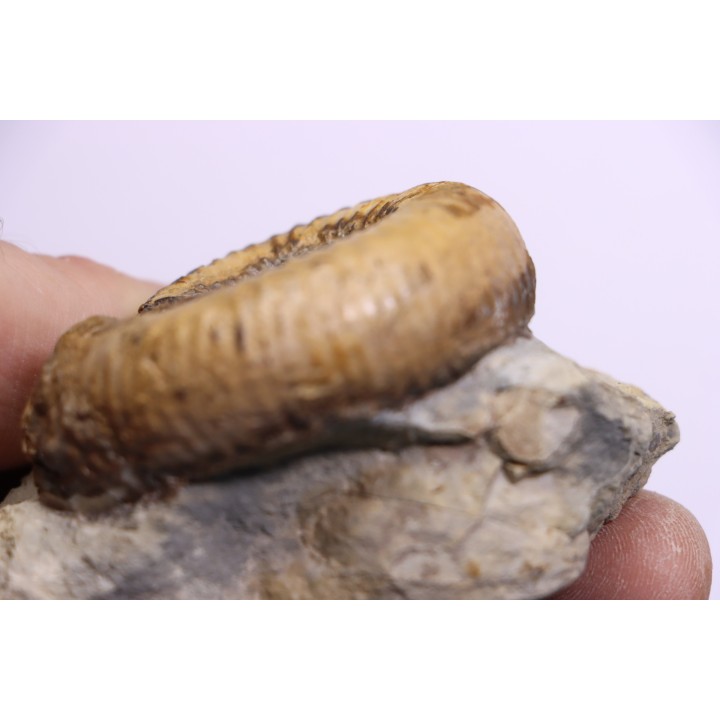 Nodicoeloceras crassoides  - Toarcien - region de Charolle, Brionnais