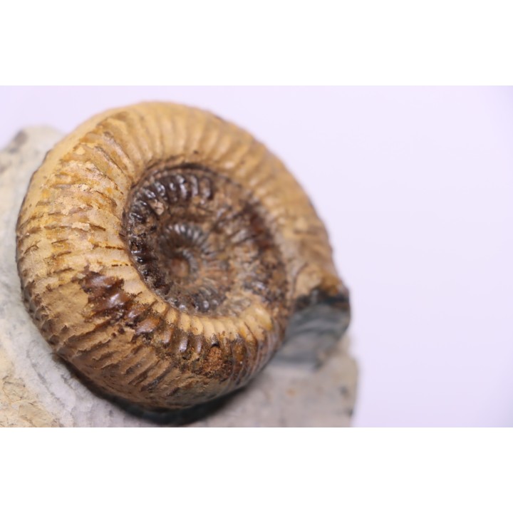 Nodicoeloceras crassoides  - Toarcien - region de Charolle, Brionnais