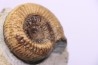 Nodicoeloceras crassoides  - Toarcien - region de Charolle, Brionnais
