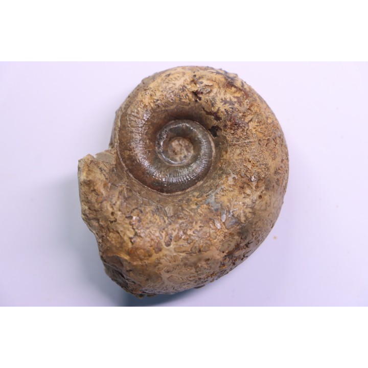 Lytoceras sublineatum   - middle  toarcian -  region de  Charolles, Brionnais - FRANCE