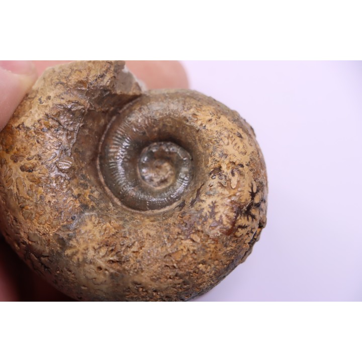 Lytoceras sublineatum   - toarcien moyen -  region de  Charolles, Brionnais - FRANCE