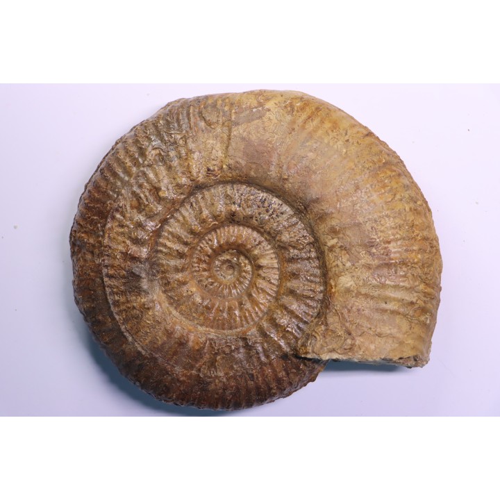 Hammatoceras Speciosum - Toarcien - region de Charolle, Brionnais - FRANCE