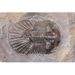 scabriscutellum hammadi - emsien - jbel Oufatene - Maroc