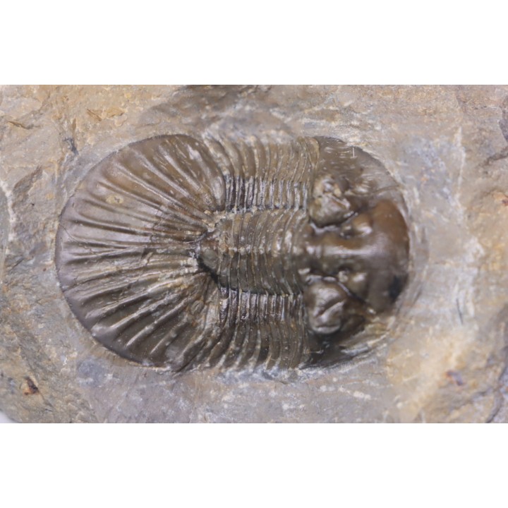 scabriscutellum hammadi - emsian - jbel Oufatene - Morocco