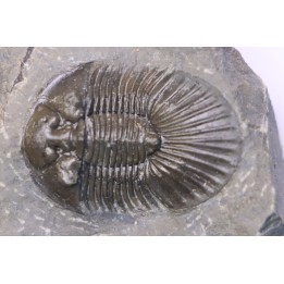 scabriscutellum hammadi - emsian - jbel Oufatene - Morocco