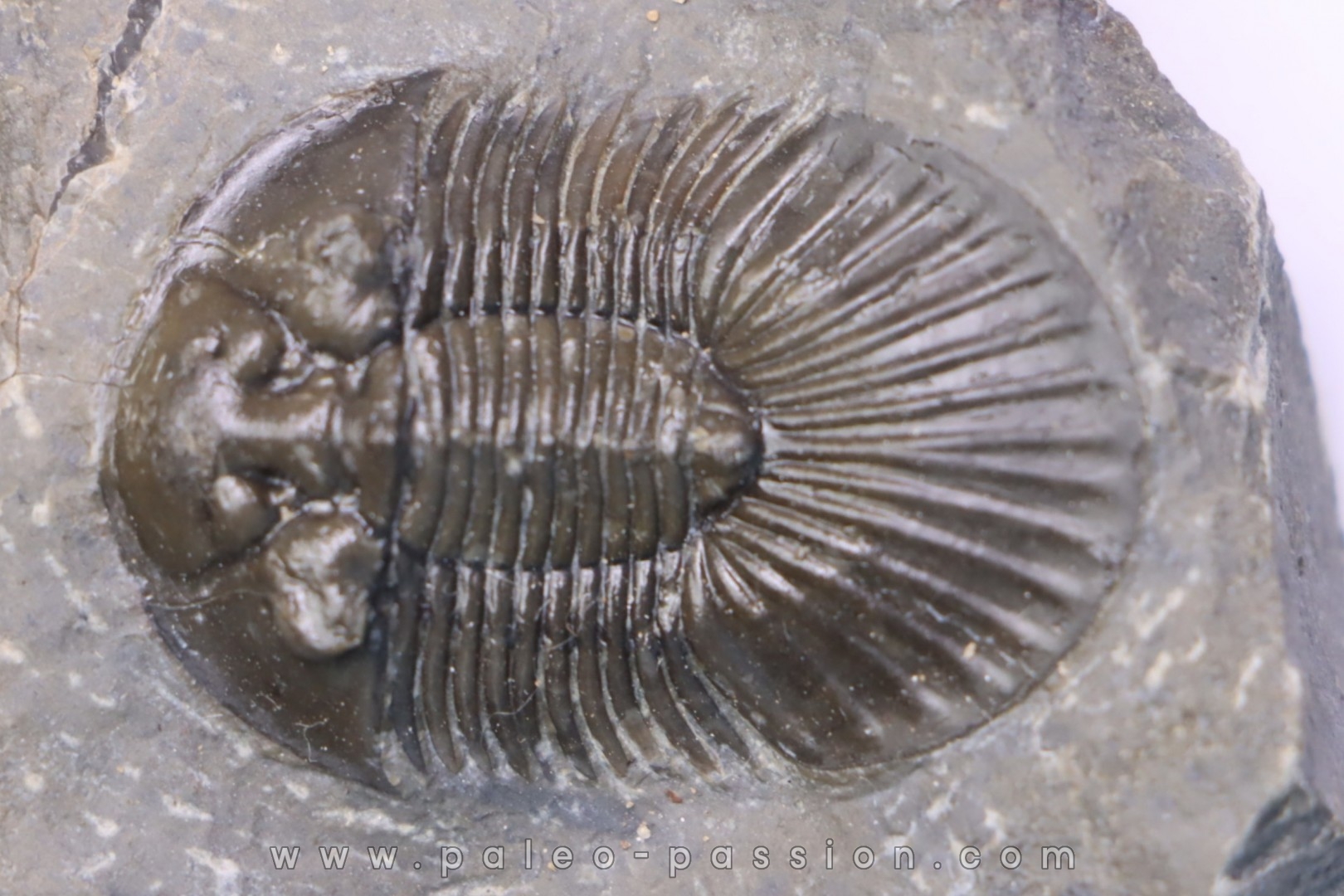 scabriscutellum hammadi - emsian - jbel Oufatene - Morocco