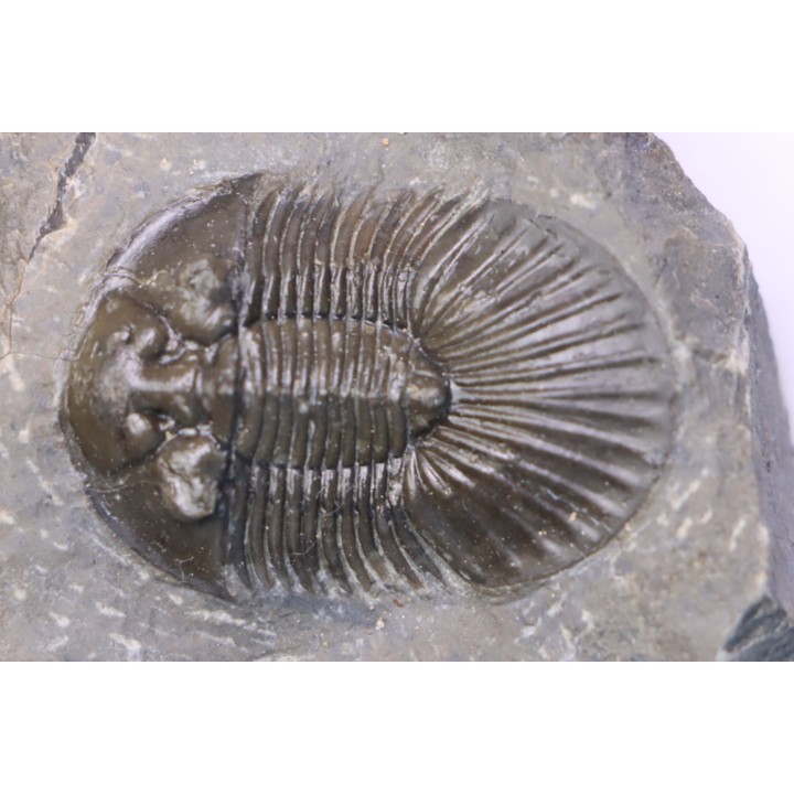 scabriscutellum hammadi - emsian - jbel Oufatene - Morocco