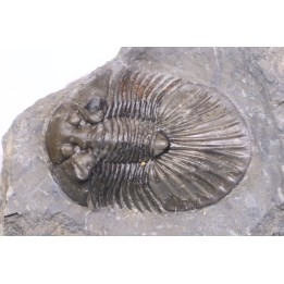 scabriscutellum hammadi - emsien - jbel Oufatene - Maroc