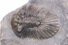 scabriscutellum hammadi - emsien - jbel Oufatene - Maroc