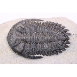 HOLLARDOPS mesocristata - emsien superieur - Jbel Gara, Foum zguid, Maroc