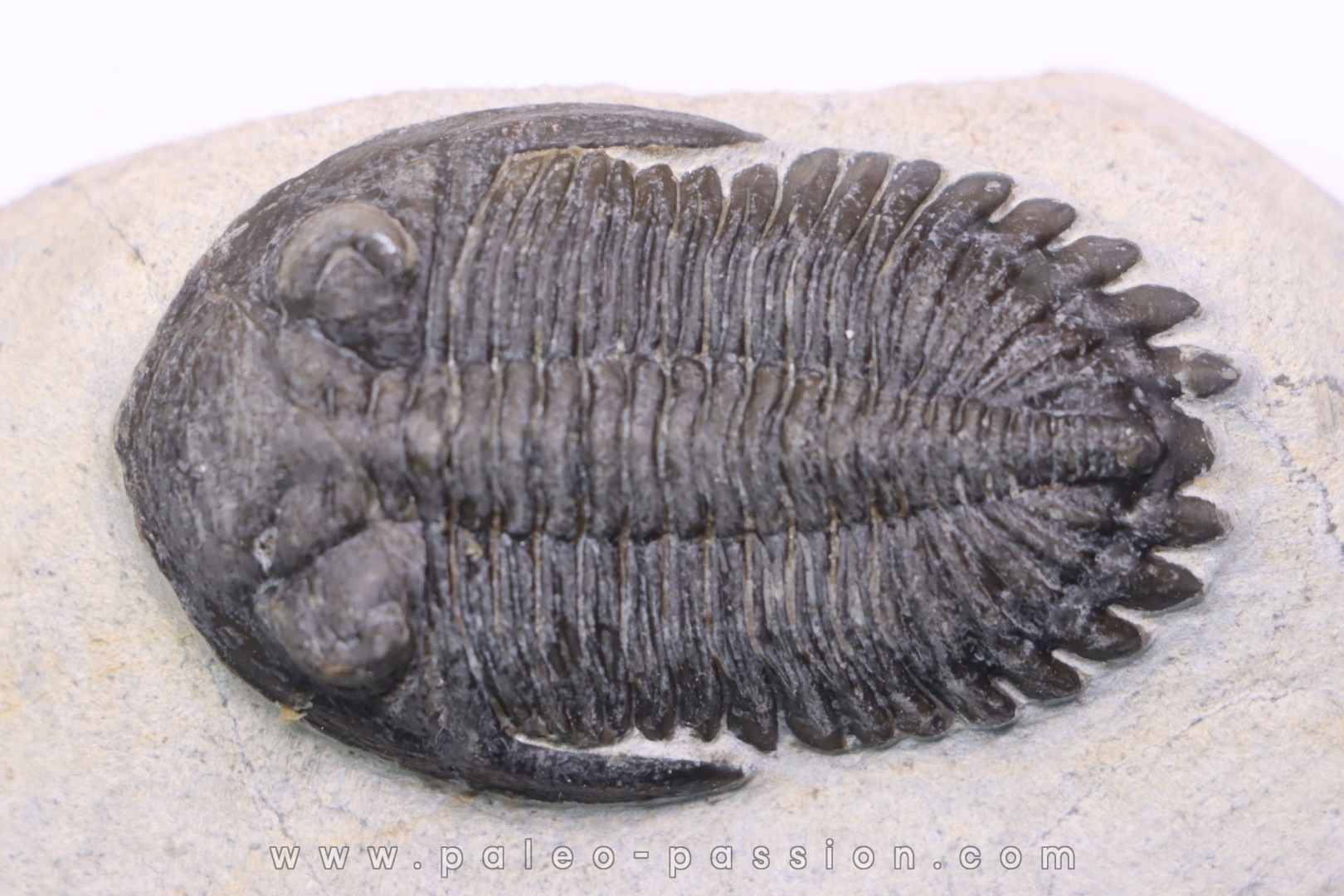 HOLLARDOPS mesocristata - emsien superieur - Jbel Gara, Foum zguid, Maroc