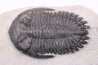 HOLLARDOPS mesocristata - upper emsian - Jbel Gara, Foum zguid, Morocco