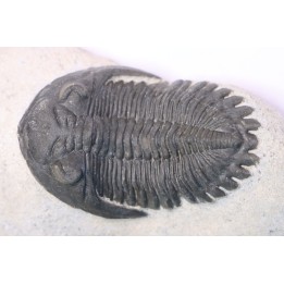 HOLLARDOPS mesocristata - upper emsian - Jbel Gara, Foum zguid, Morocco