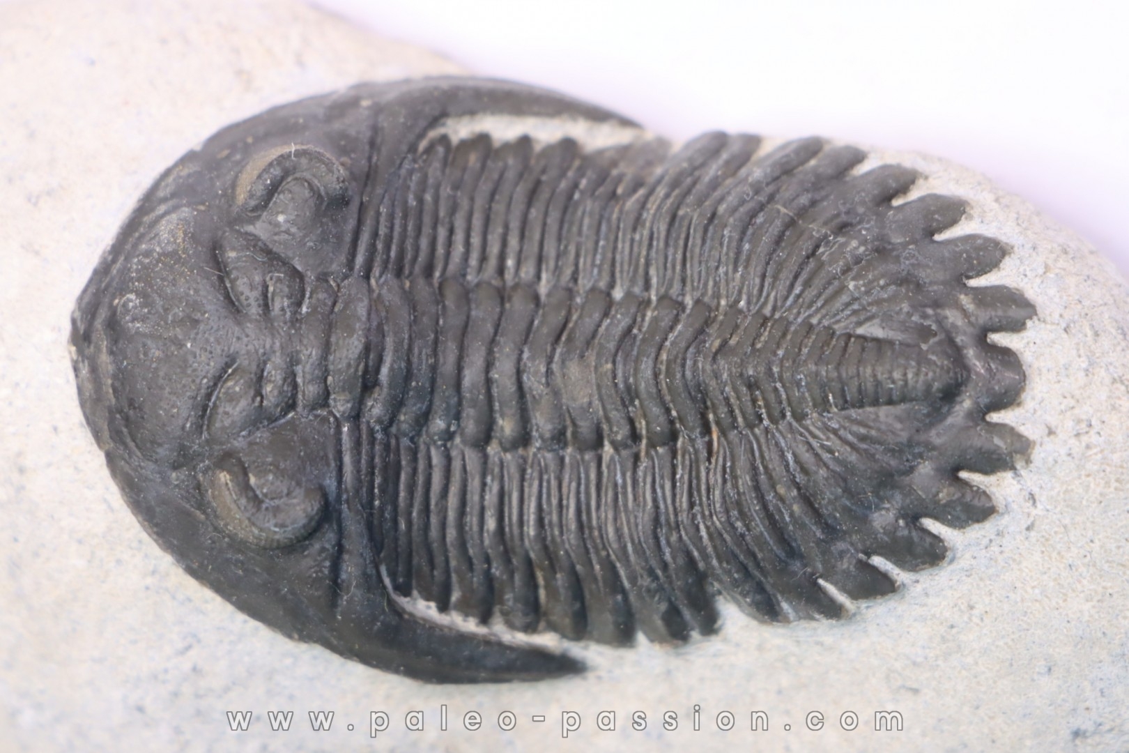 HOLLARDOPS mesocristata - emsien superieur - Jbel Gara, Foum zguid, Maroc