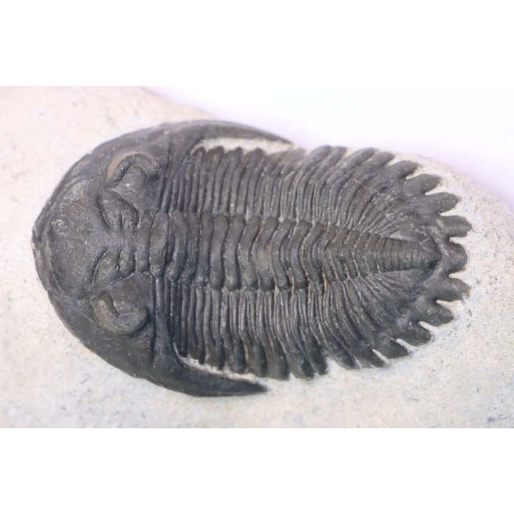HOLLARDOPS mesocristata - emsien superieur - Jbel Gara, Foum zguid, Maroc