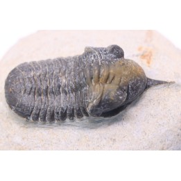 Morocconites Malladoides