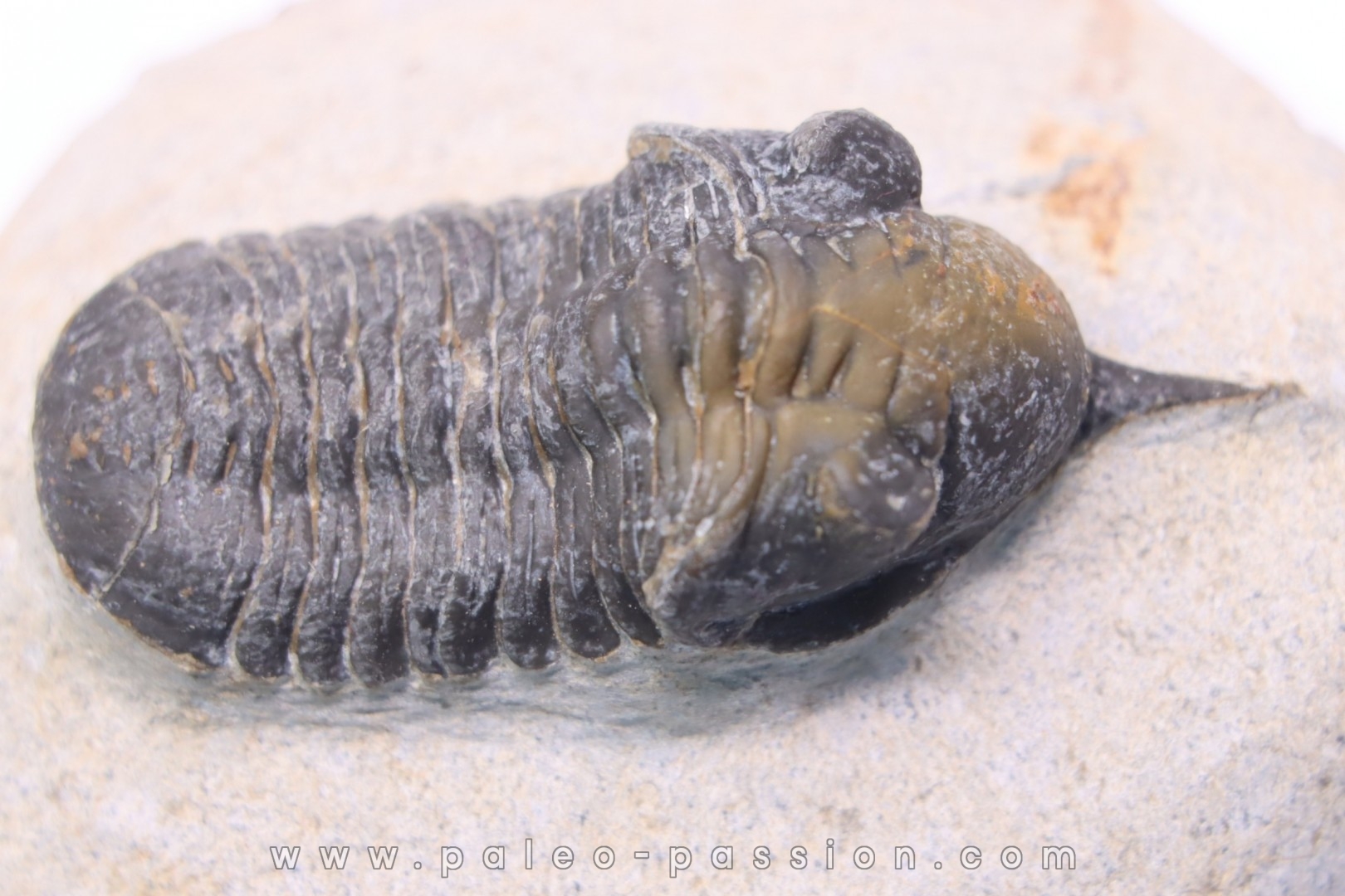 Morocconites Malladoides