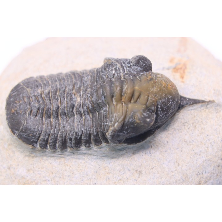 Morocconites Malladoides