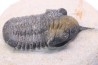 Morocconites Malladoides