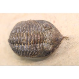 Minicryphaeus minimus - praguian - jbel Oufatene - Morocco