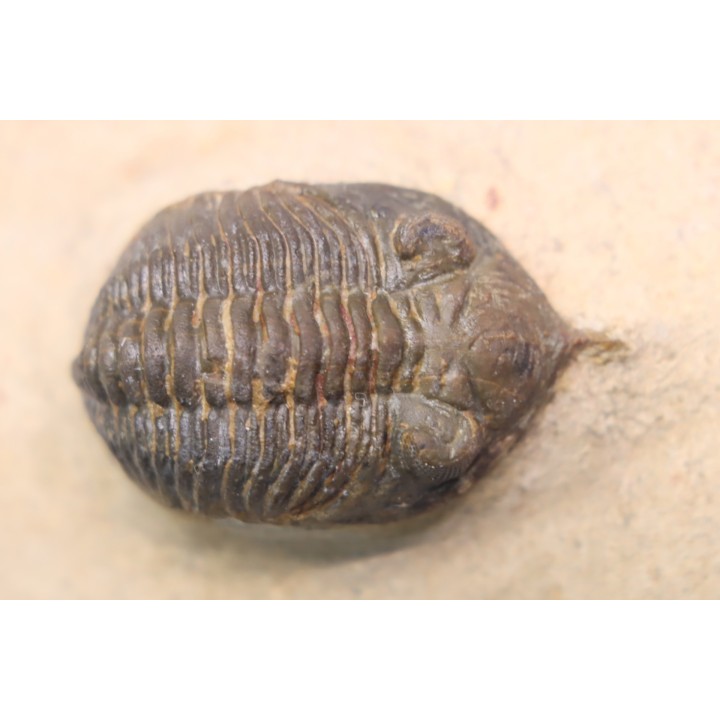 Minicryphaeus minimus - praguian - jbel Oufatene - Morocco